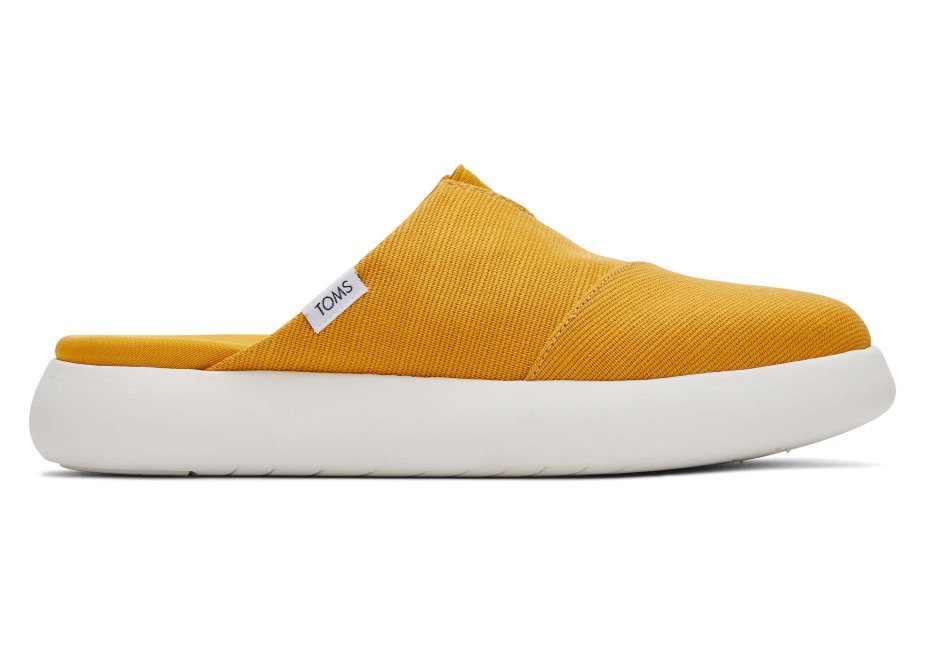Toms Ebegümeci Katır Altın Sarısı