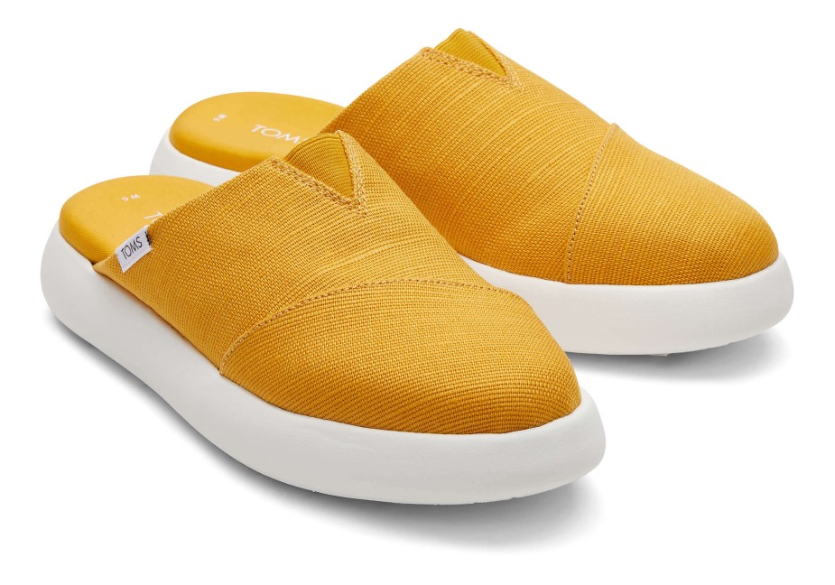 Toms Ebegümeci Katır Altın Sarısı