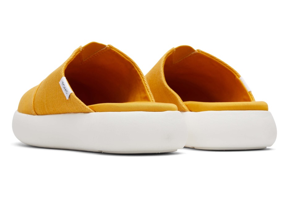 Toms Ebegümeci Katır Altın Sarısı