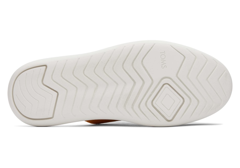 Toms Ebegümeci Katır Altın Sarısı
