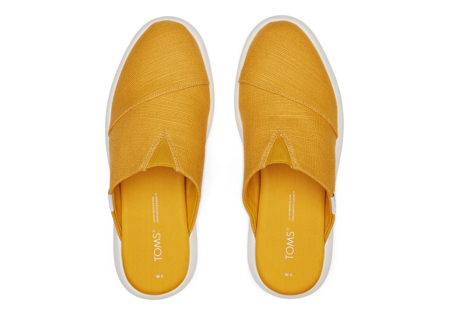 Toms Ebegümeci Katır Altın Sarısı
